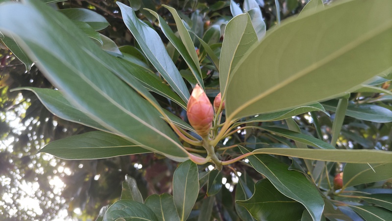 タブノキの芽 川崎市幸区さいわいふるさと公園