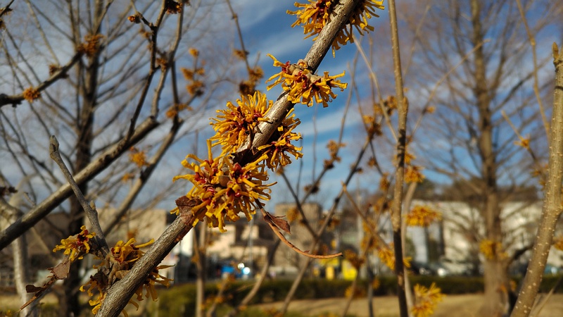 シナマンサクの花 川崎市幸区創造のもり