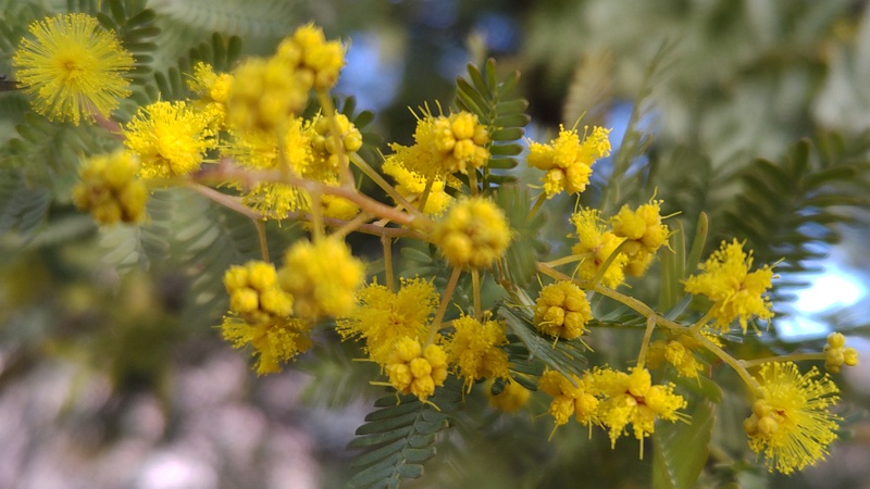ギンヨウアカシアの花 川崎市幸区さいわいふるさと公園