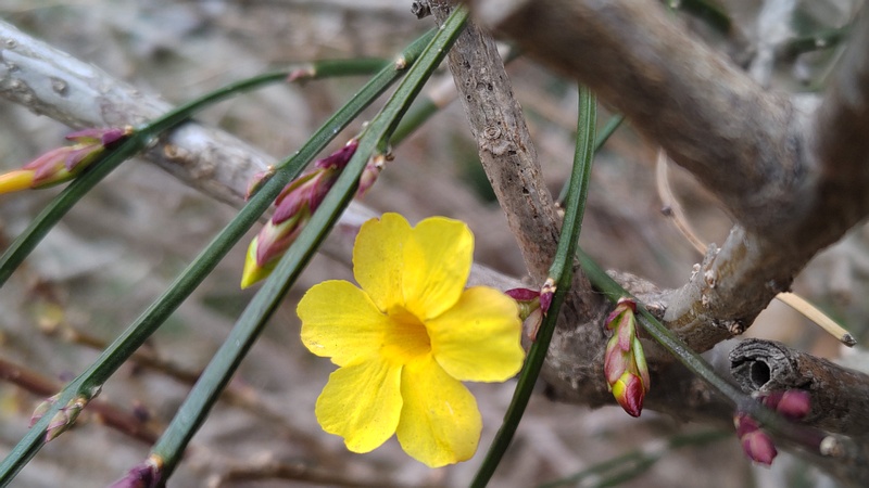 オウバイモドキの花 横浜市旭区今宿南町