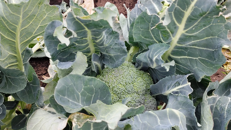 ブロッコリー 横浜市旭区今宿南町