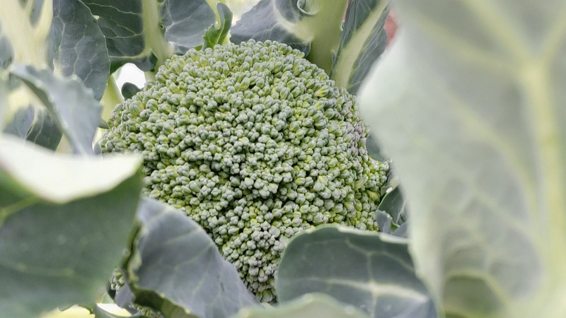 ブロッコリー 横浜市旭区今宿南町