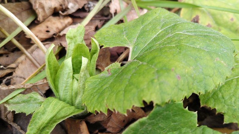 フキノトウ 横浜市旭区今宿南町