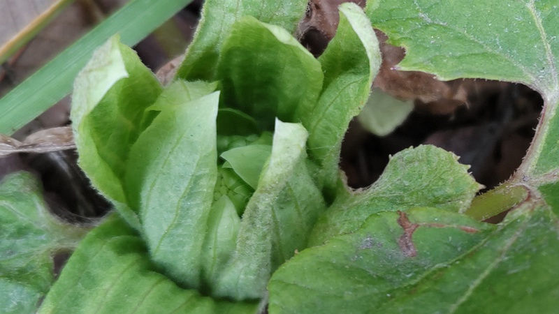 フキノトウ 横浜市旭区今宿南町