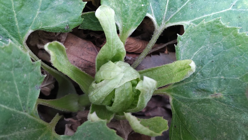 フキノトウ 横浜市旭区今宿南町