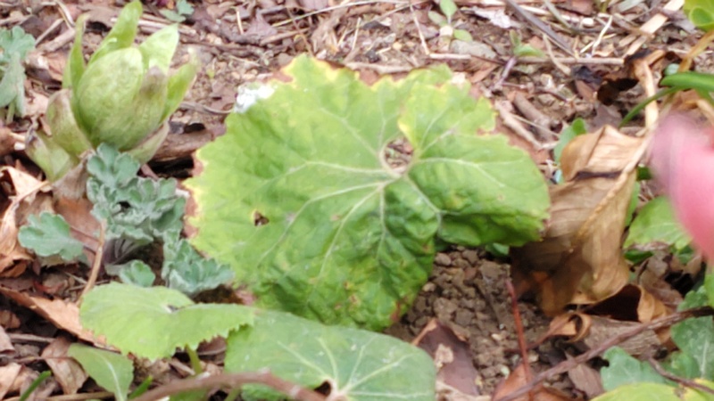 フキノトウ 横浜市旭区今宿南町