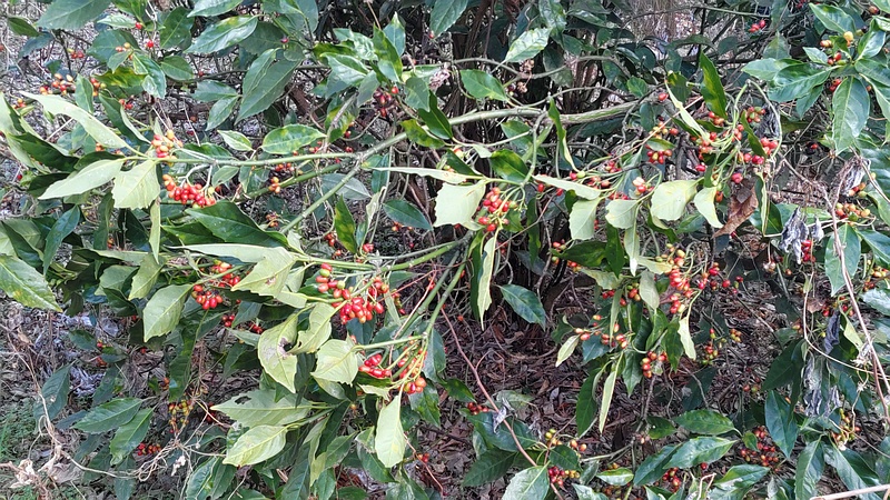 鈴なりのアオキの果実 横浜市旭区希望が丘水の森公園