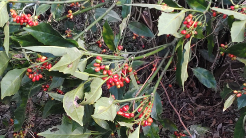 鈴なりのアオキの果実 横浜市旭区希望が丘水の森公園