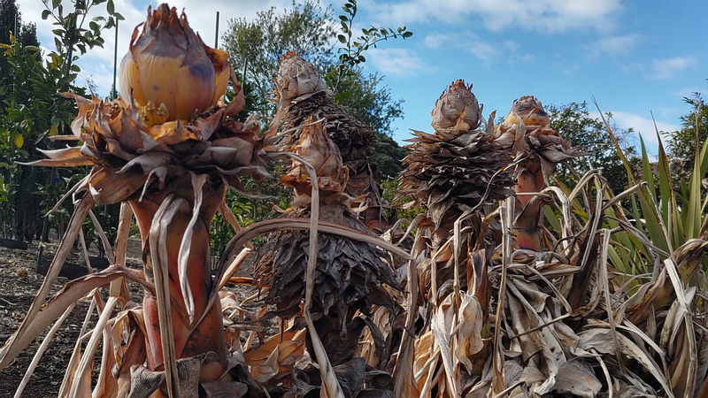 チユウキンレン 横浜市瀬谷区阿久和東