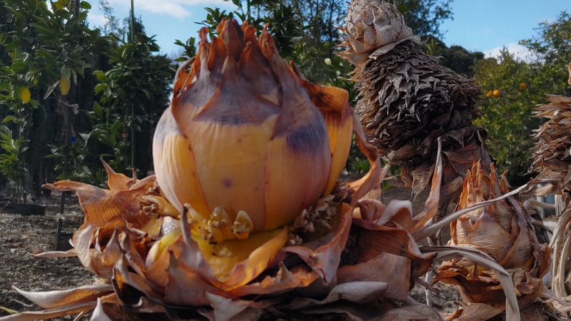 チユウキンレン 横浜市瀬谷区阿久和東