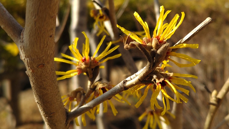 シナマンサクの花 横浜市瀬谷区宮沢
