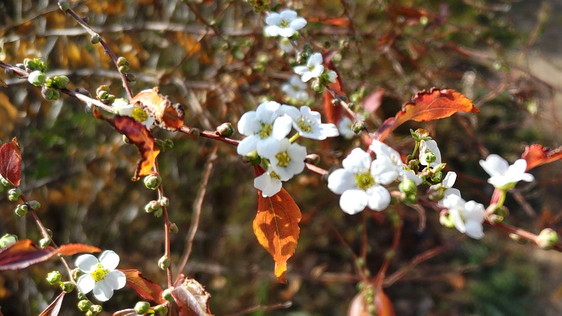 ユキヤナギの花 横浜市瀬谷区宮沢