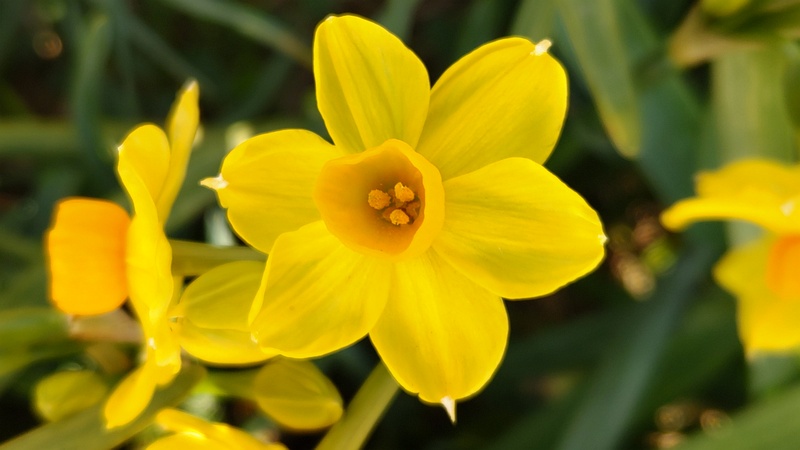 キズイセンの花 横浜市瀬谷区宮沢