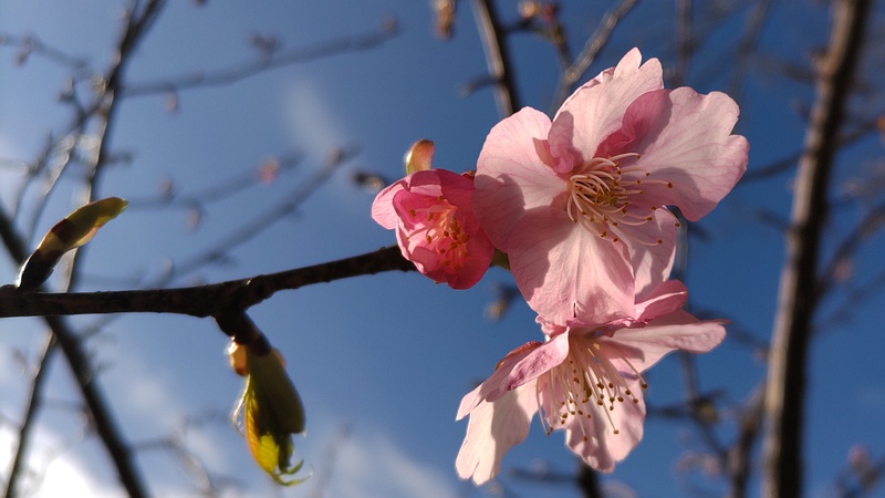 カワヅザクラの花 横浜市瀬谷区二ツ橋町