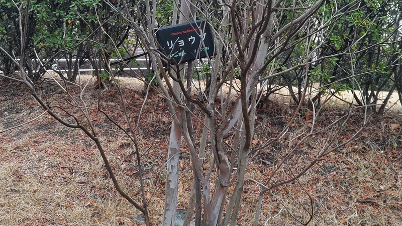 リョウブ 川崎市幸区創造のもり