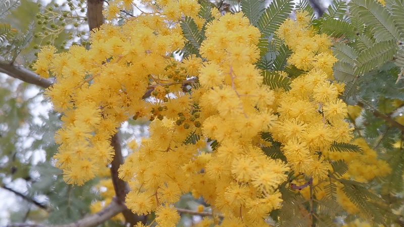 ギンヨウアカシアの花 川崎市幸区さいわいふるさと公園
