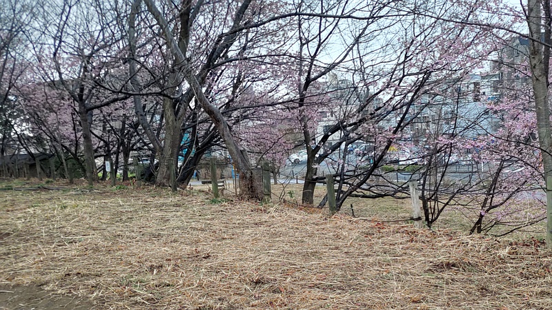 カワヅザクラの花 川崎市幸区さいわいふるさと公園
