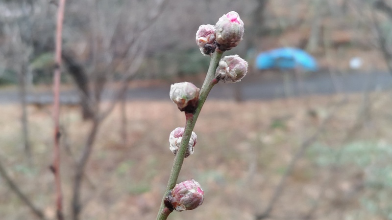 ハナモモの蕾 川崎市幸区さいわいふるさと公園