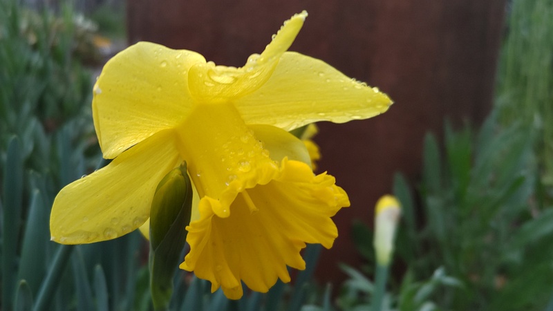 ラッパズイセンの花 川崎市幸区さいわいふるさと公園