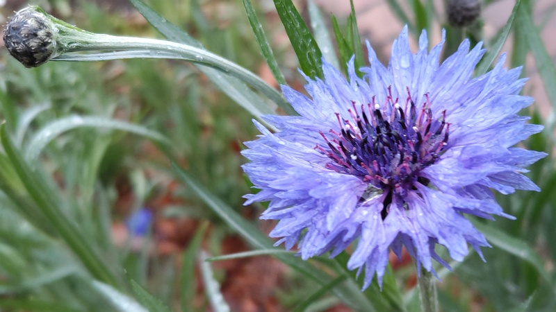 ヤグルマギクの花 川崎市幸区さいわいふるさと公園