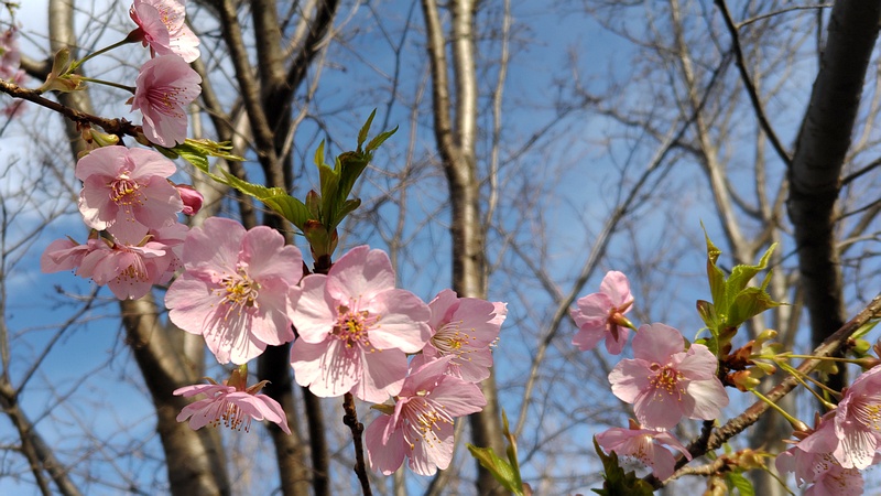 カワヅザクラの花 川崎市幸区さいわいふるさと公園
