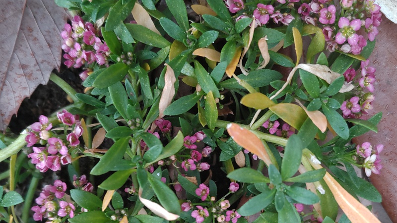 ニワナズナの花 川崎市幸区さいわいふるさと公園