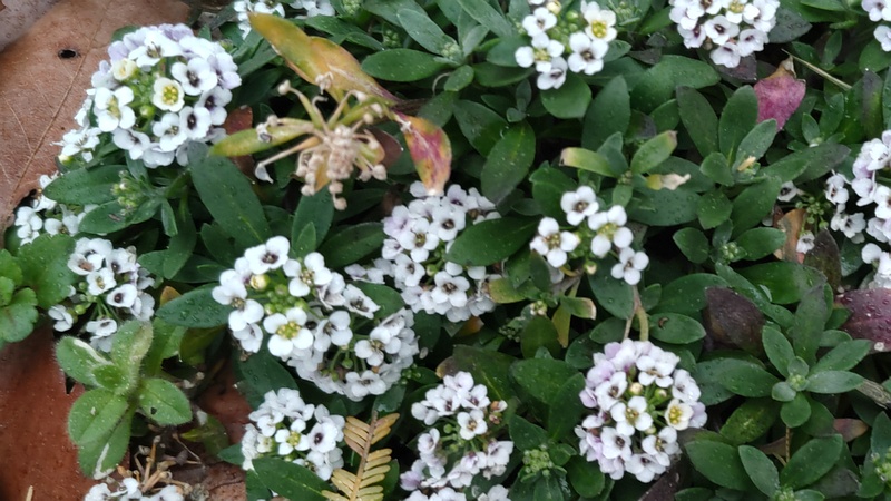 ニワナズナの花 川崎市幸区さいわいふるさと公園