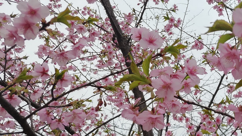 カワヅザクラの花 川崎市幸区さいわいふるさと公園