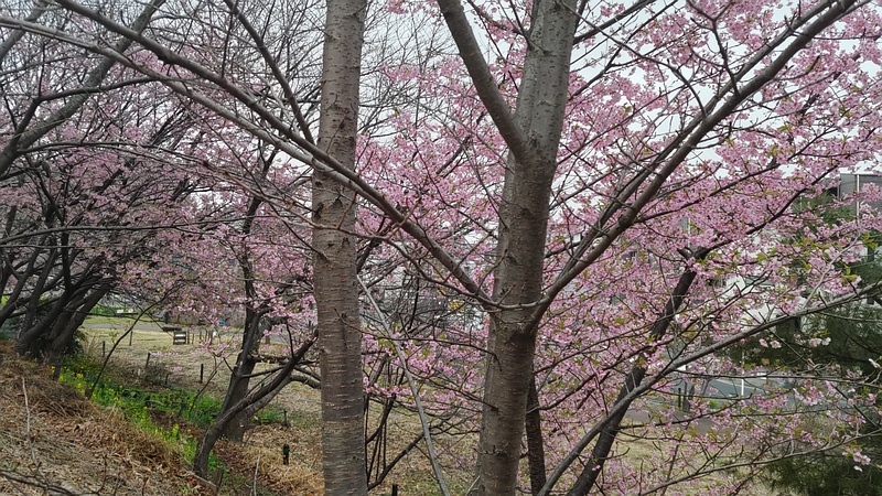 カワヅザクラの花 川崎市幸区さいわいふるさと公園