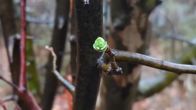 カリンの新芽 川崎市幸区さいわいふるさと公園