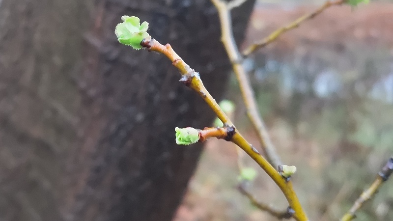 カリンの新芽 川崎市幸区さいわいふるさと公園