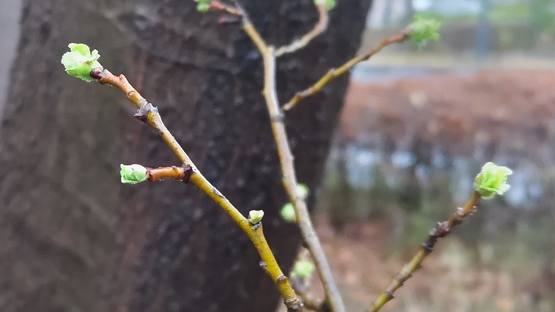 カリンの新芽 川崎市幸区さいわいふるさと公園