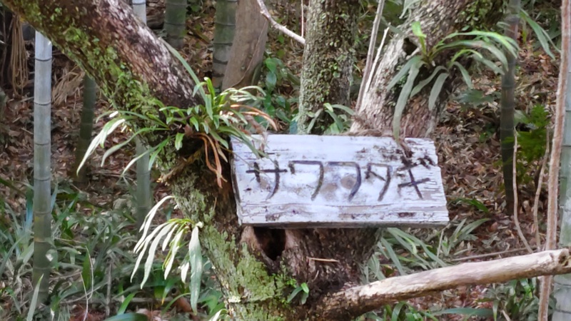 サワフタギ 横浜市旭区帷子川親水緑道