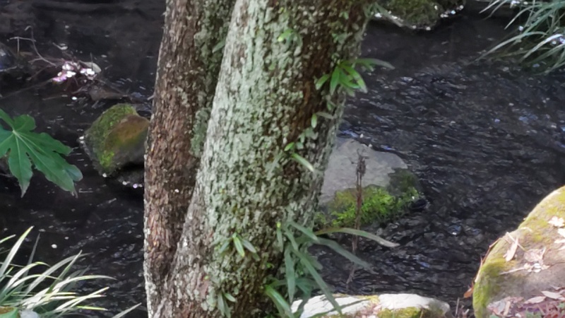 サワフタギ 横浜市旭区帷子川親水緑道