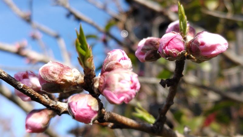 ハナモモの蕾 横浜市旭区鶴ヶ峰本町