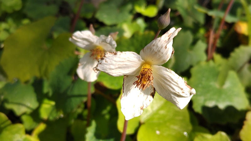 シラユキゲシの花 横浜市旭区今宿東町