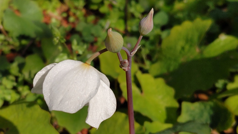 シラユキゲシの花 横浜市旭区今宿東町