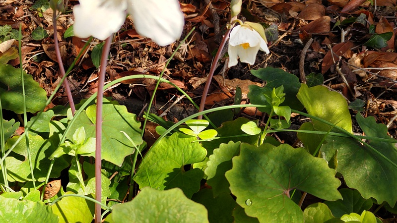 シラユキゲシの花 横浜市旭区今宿東町