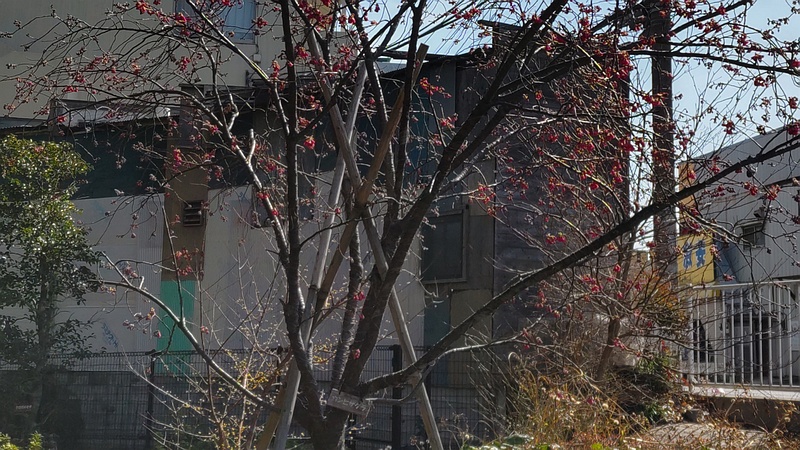 カンヒザクラの花 横浜市旭区今宿南町帷子川緑道