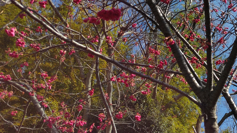 カンヒザクラの花 横浜市旭区今宿南町帷子川緑道