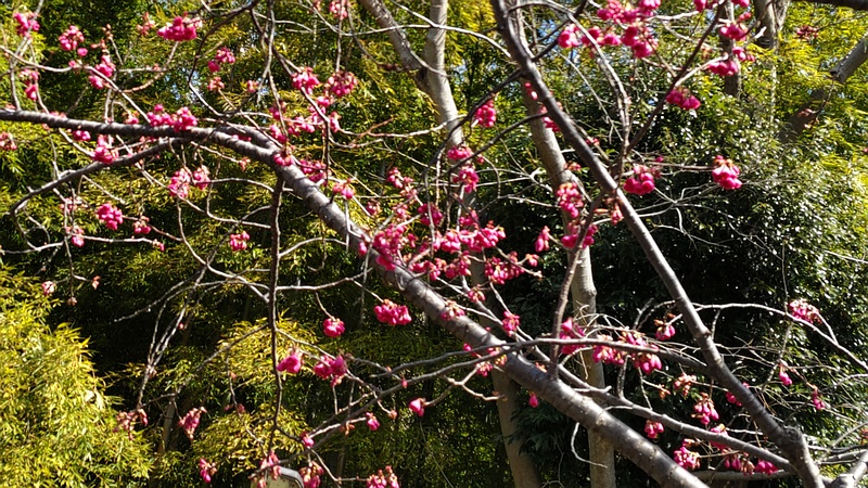 カンヒザクラの花 横浜市旭区今宿南町帷子川緑道