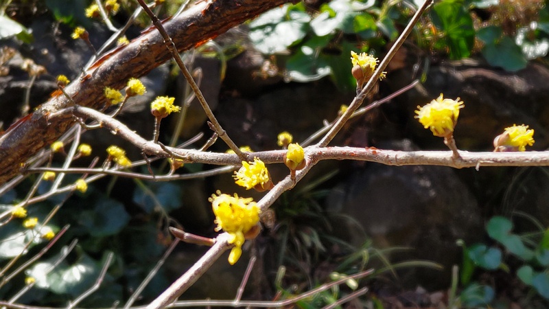 サンシュユの花 横浜市旭区今宿南町帷子川緑道