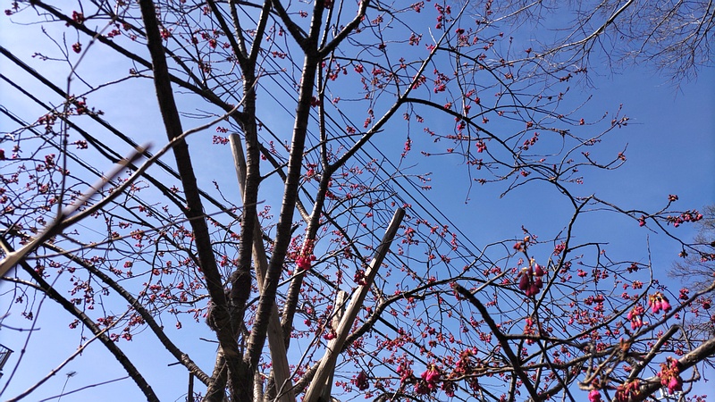 カンヒザクラの花 横浜市旭区今宿南町帷子川緑道