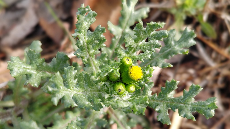 ノボロギクの花 横浜市旭区今宿南町