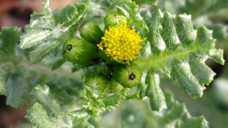 ノボロギクの花 横浜市旭区今宿南町