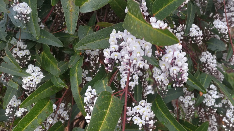 ヒトツバマメの花 川崎市幸区さいわいふるさと公園