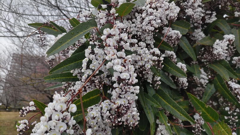 ヒトツバマメの花 川崎市幸区さいわいふるさと公園