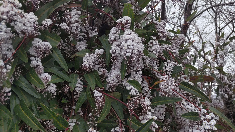 ヒトツバマメの花 川崎市幸区さいわいふるさと公園