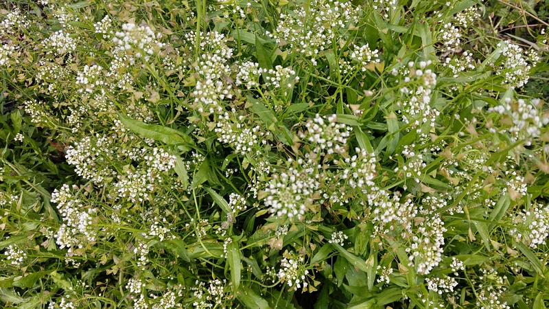 ナズナの花 横浜市旭区今宿西町