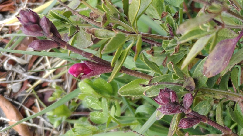 サルビア・ミクロフィラの蕾 横浜市旭区都岡町